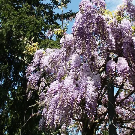 Antico Glicine